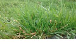 Terrain à Pleugueneuc  350m2 53200 € - MCHO-25-04-14-108